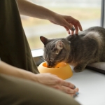 Как сэкономить на корме для кошек без потери качества?