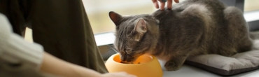 Как сэкономить на корме для кошек без потери качества?