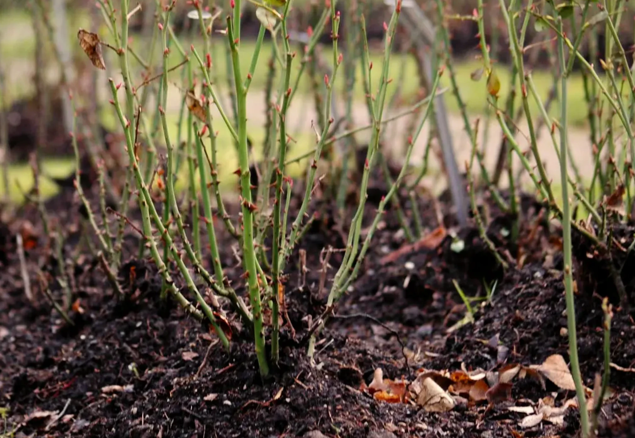 Как правильно подготовить молодые саженцы плодовых деревьев к зиме?