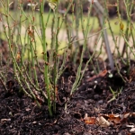 Как правильно подготовить молодые саженцы плодовых деревьев к зиме?