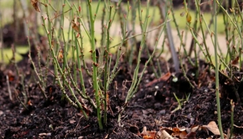 Как правильно подготовить молодые саженцы плодовых деревьев к зиме?