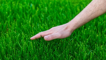 ​​Какую газонную траву выбрать: особенности разных сортов