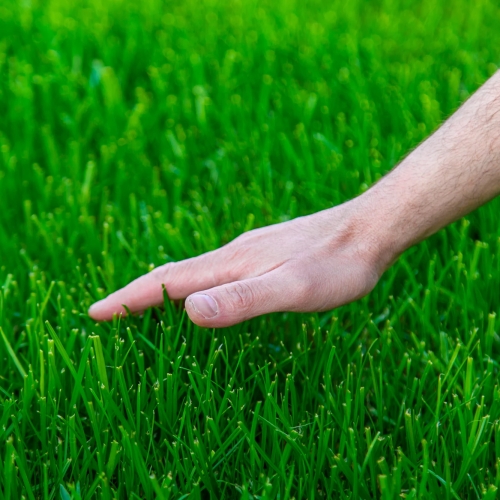 ​​Какую газонную траву выбрать: особенности разных сортов
