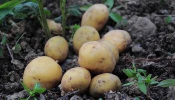 Глобальна мережа виробництва PepsiCo: ефективність та надійність