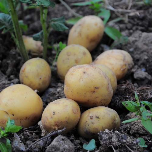 Глобальна мережа виробництва PepsiCo: ефективність та надійність