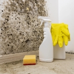 Виды плесени и способы её удаления