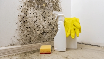 Виды плесени и способы её удаления