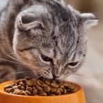 Найкращі корма для котів: якісні та смачні вибори від BestPet для здоров'я ваших улюбленців