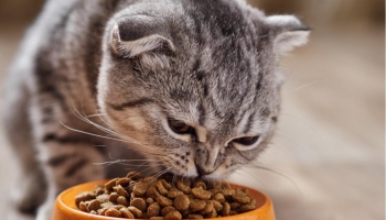 Найкращі корма для котів: якісні та смачні вибори від BestPet для здоров'я ваших улюбленців