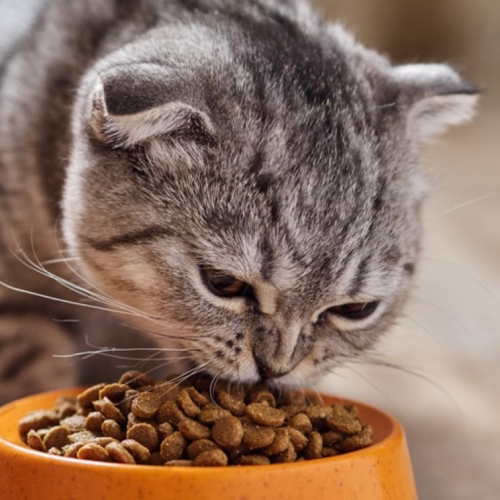 Найкращі корма для котів: якісні та смачні вибори від BestPet для здоров'я ваших улюбленців